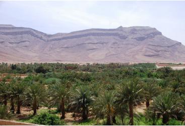 Les Oasis marocaines sont en danger
