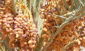 Phoéniculture  Une nouvelle directive stratégique pour le palmier dattier