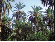 Oasis d’ Asrir