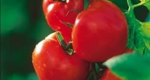 Produits agroalimentaires frais Maroc 91% des exportations marocaines vers l\'Europe