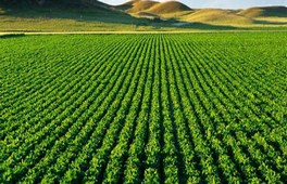 Plan Maroc Vert   Appui de 132 millions de dollars de la BAD