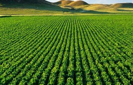 Plan Maroc Vert Appui de 132 millions de dollars de la BAD