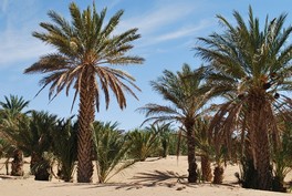Vie d’une oasis au Maroc