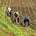 Agriculture-pêche -fôret 