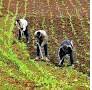 Agriculture Un centre d’information pour les agriculteurs
