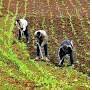 Agriculture-pêche -fôret 