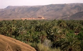 Clôture du 3e forum international des oasis et du développement local