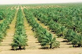 Eaux d\'irrigation L\'utilisation rationnelle, une nécessité impérieuse