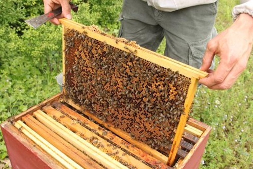 Le miel d’euphorbe, un produit du terroir très prisé au Maroc Le prix du miel de Daghmous et de thym s’élève à 250 DH/kg