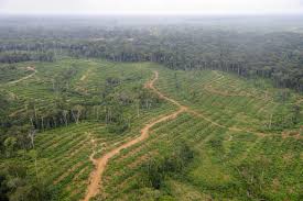 Le commerce mondial, moteur de la déforestation illégale