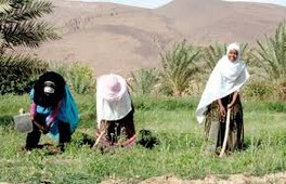 Adaptation au changement climatique dans les oasis Préserver la sécurité alimentaire, seul objectif