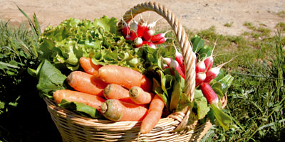 Agriculture biologique le cadre légal se met en place Maroc
