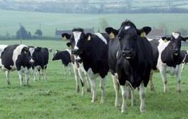 Fièvre aphteuse mesures strictes pour les exportateurs