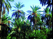 Oasis d’ Asrir