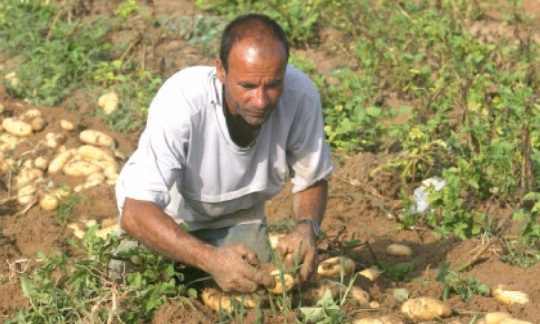 Produits du terroir Des jardins potagers pour contrer la malnutrition