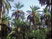 Oasis d’ Asrir