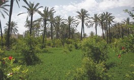 Agricultures familiales Promouvoir les zones oasiennes