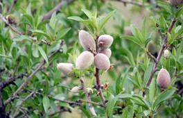 Culture de l\'amandier Le Plan Maroc vert donne un nouvel élan à Aknoul