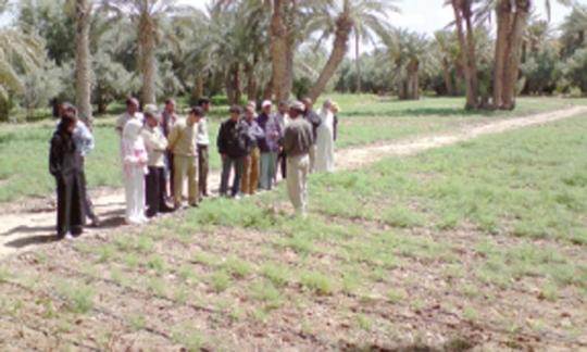 Agriculture bio    Des oasis   paradis des plantes aromatiques