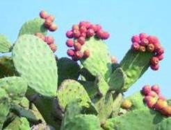 L\'Agence pour le développement des provinces du Sud annonce des résultats prometteurs : Le cactus mis en valeur à Guelmim