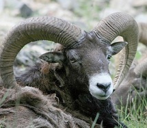 Mouflon à manchettes   Maman, ne me dessine pas un mouton, mais un mouflon