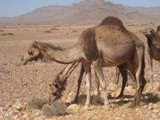 Plus de 1,58 MMDH d\'investissements pour le développement de la filière cameline dans les provinces du Sud à l\'horizon 2020