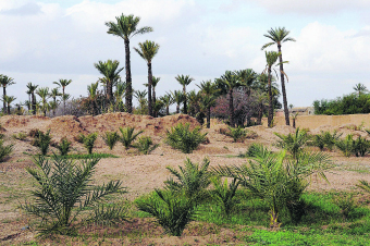 Réhabilitation des oasis  Le stress hydrique ruine les chances de sauvegarde 