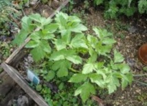 Tirer profit de l’engouement pour les plantes aromatiques et médicinales Actuellement le Maroc est classé 12ème exportateur mondial des PAM
