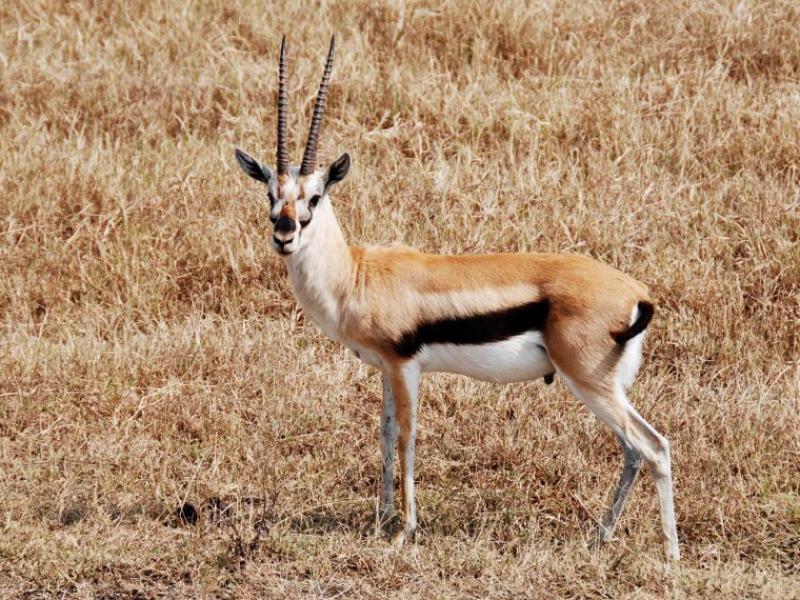 LISTE DES ESPECES DE FAUNE SAUVAGE MAROCAINE