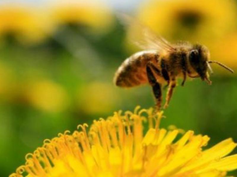 Survie des Abeilles Une première, 700 hectares convertis en zones d'inter-cultures aux abeilles en France