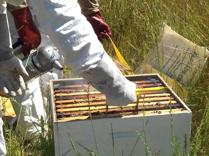 Survie des Abeilles Une première, 700 hectares convertis en zones d\'inter-cultures aux abeilles en France