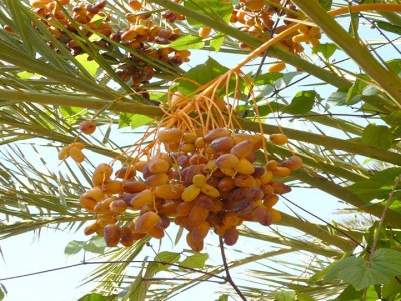 Plan Agricole Régional (PAR) de Guelmim Es Smara Régional