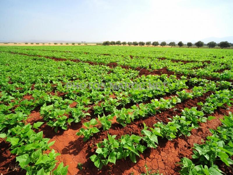 Agriculture - Produits du terroir!