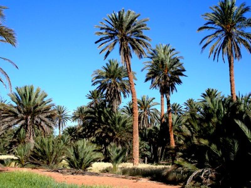 Guelmim – Oasis de Tighmert - Protéger une oasis en créant un bain communautaire à l’énergie solaire 