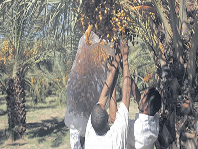 Zagora : Journée de sensibilisation aux techniques de production et de valorisation des dattes