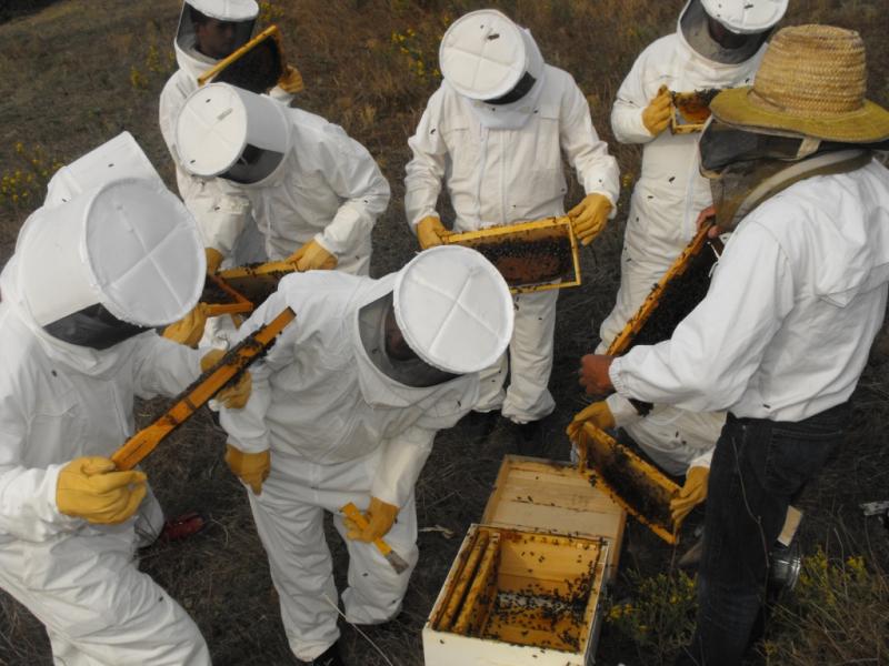 Survie des Abeilles Une première, 700 hectares convertis en zones d'inter-cultures aux abeilles en France