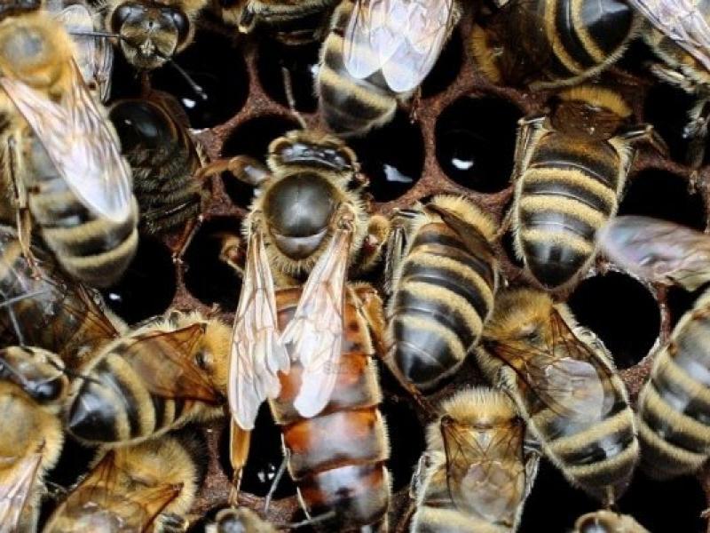 Survie des Abeilles Une première, 700 hectares convertis en zones d'inter-cultures aux abeilles en France