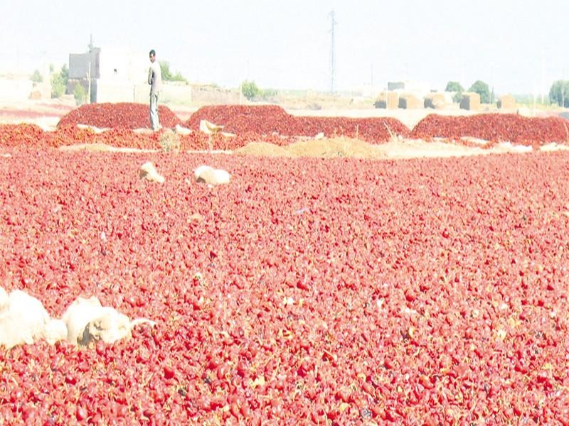 Les producteurs du Tadla à la recherche de «l’or rouge»