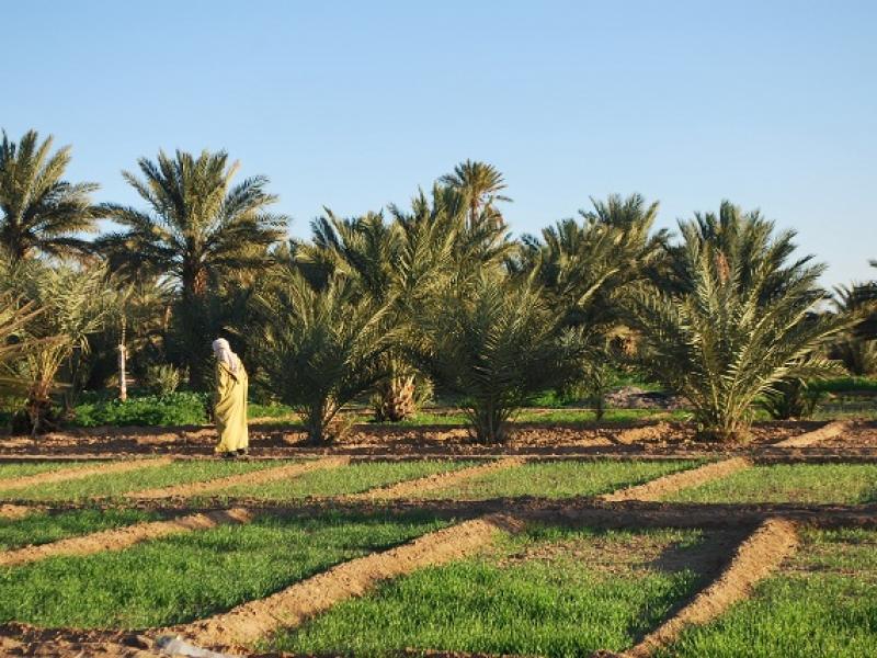 Plan Agricole Régional (PAR) de Guelmim Es Smara Régional