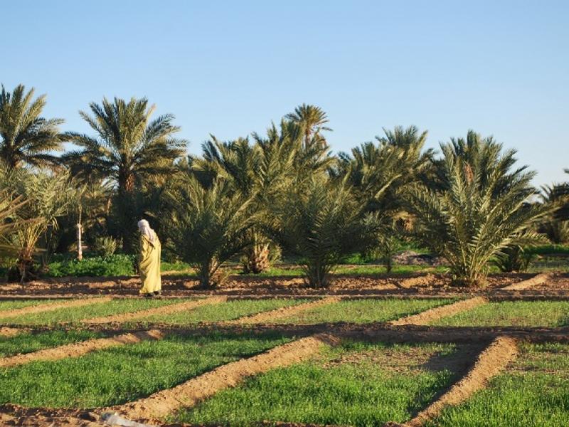 Plan Agricole Régional (PAR) de Guelmim Es Smara Régional 