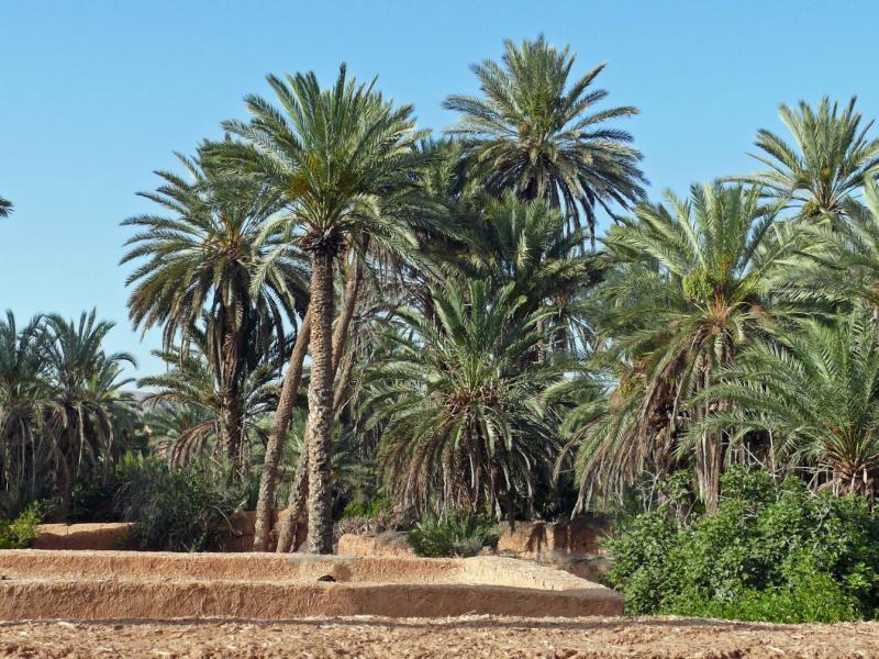 La région de Guelmim-Smara dispose d'importantes potentialités naturelles, touristiques, culturelles et historique