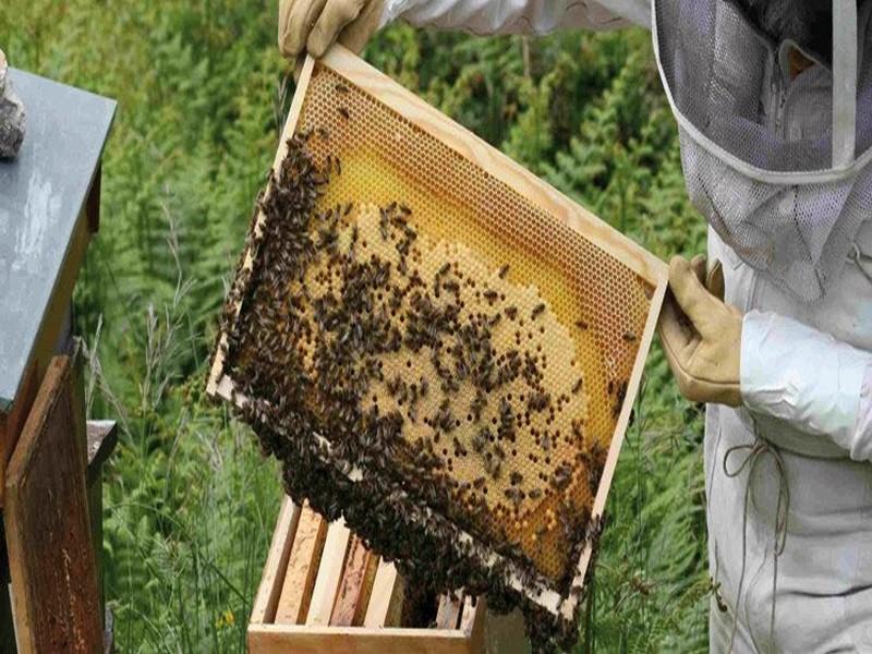 Guelmim-Oued Noun: La Chambre d’agriculture approuve une convention de partenariat pour développer l’apiculture